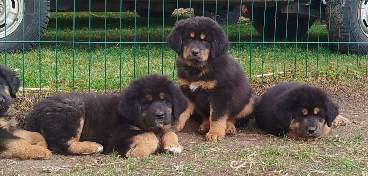 Tibetská doga - 3