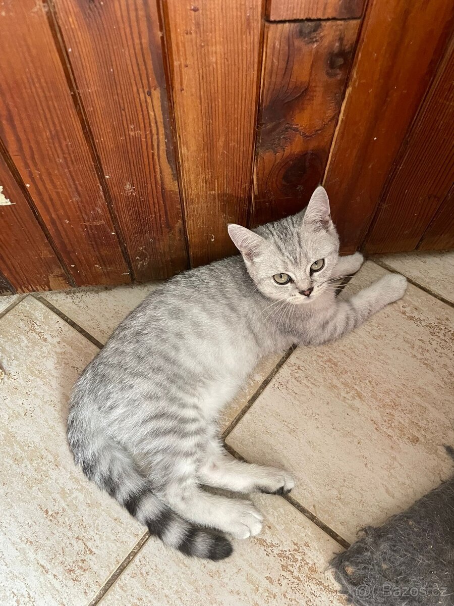 Britská koťata - 3