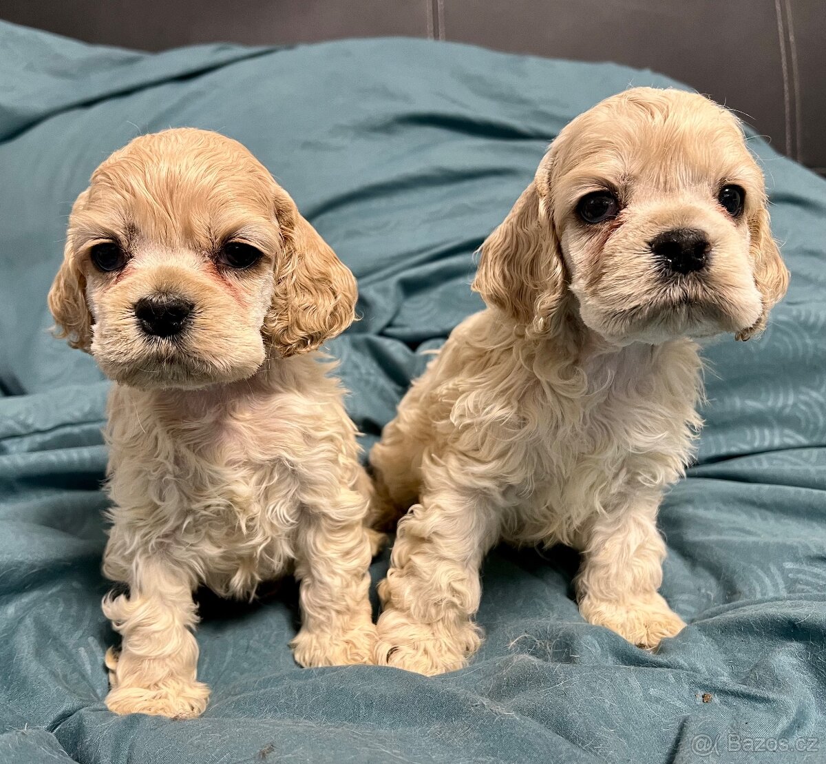 Americký kokršpaněl s PP - 3