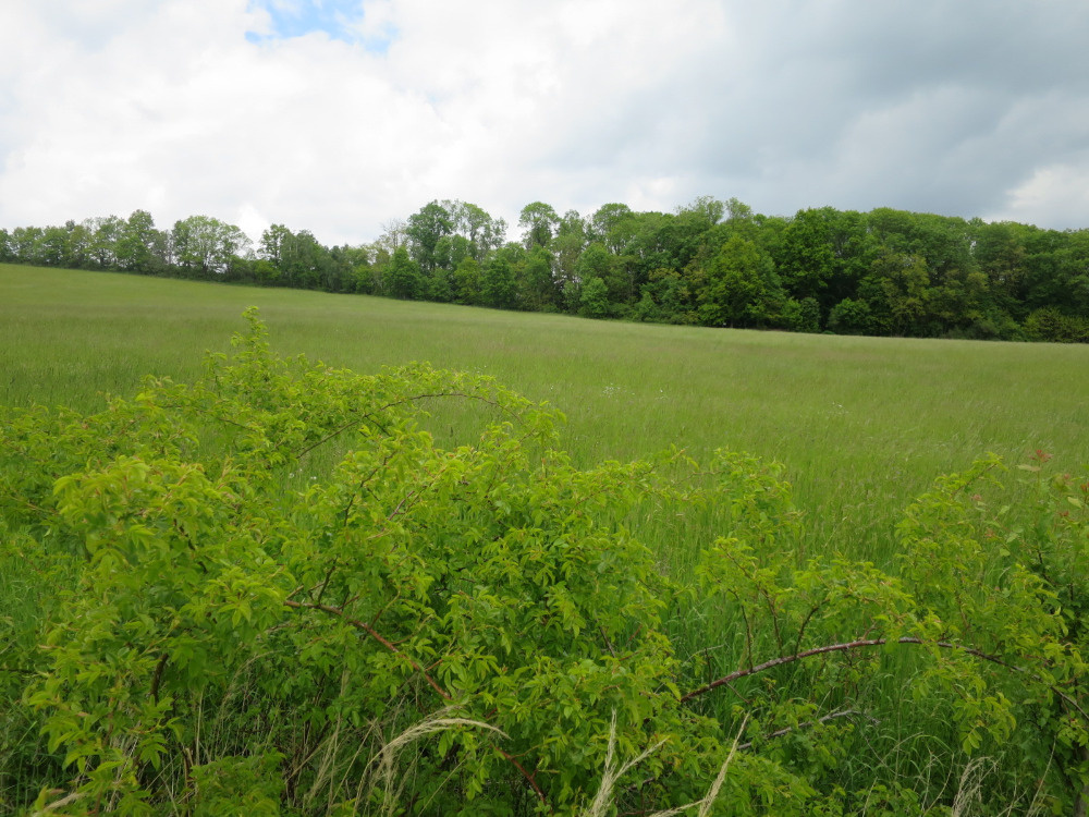 Božejovice, trvalý travní porost 3465 m2 prodám - 3