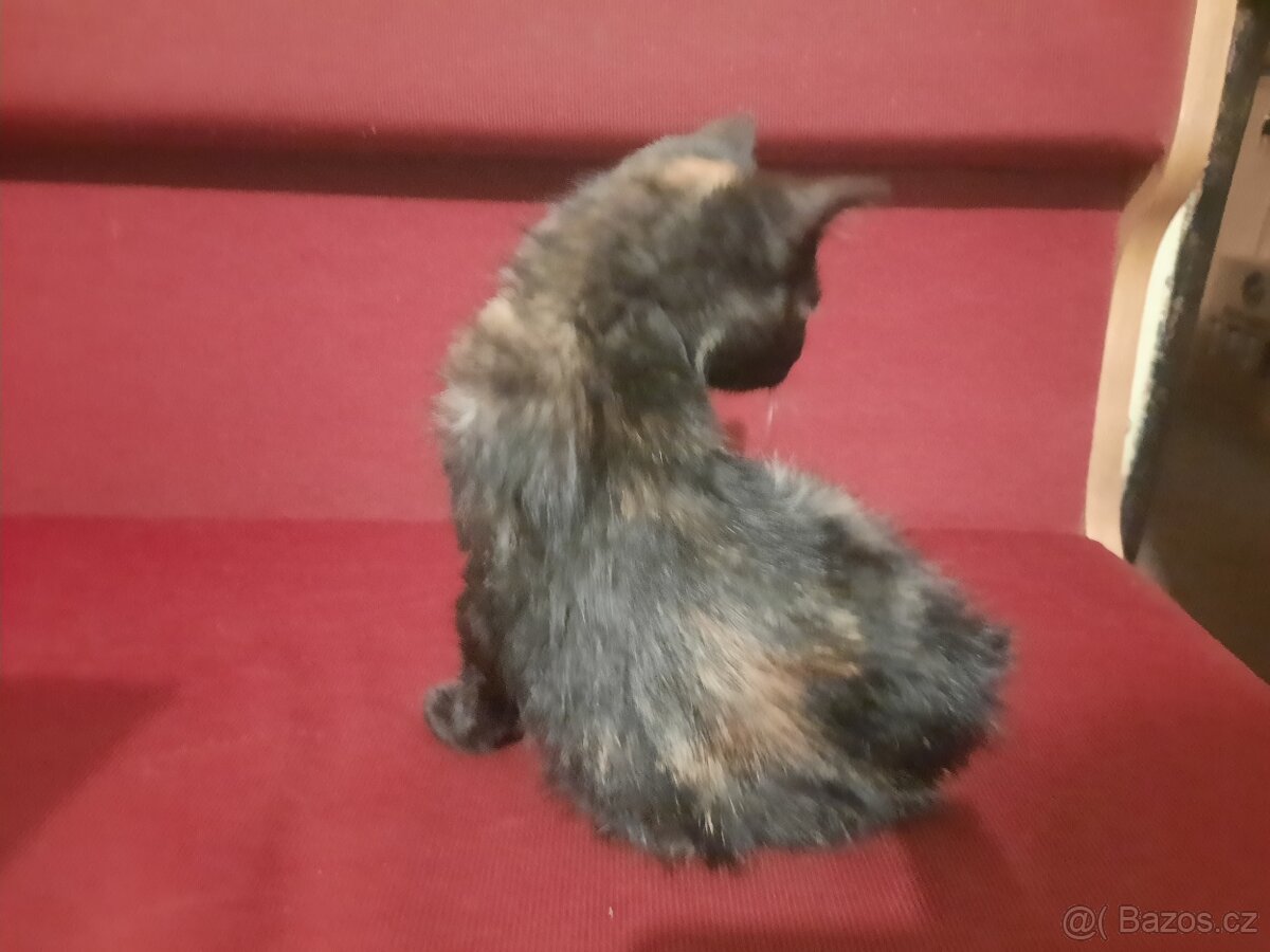 Daruji tříbarevnou kočičku - 3