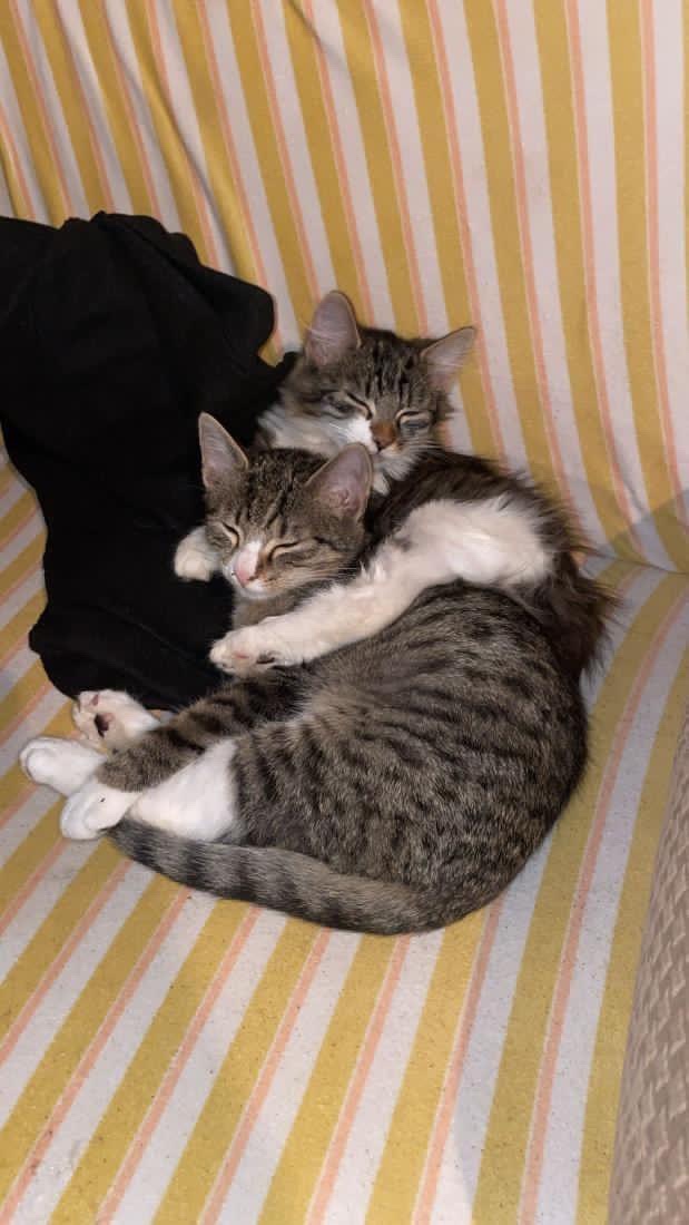 Darujeme koťata – dva kocourci (možno spolu i jednotlivě) - 3