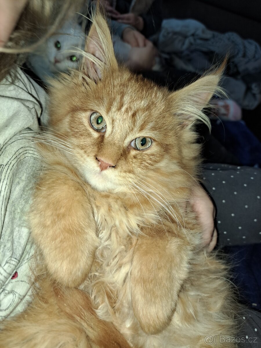 Mainská mývalí koťátka bez PP - 3