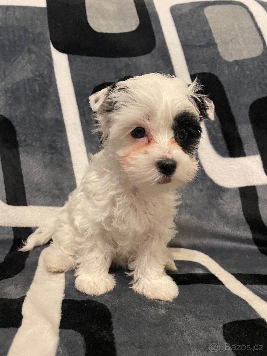 Jorkšírský teriér Biewer - 3