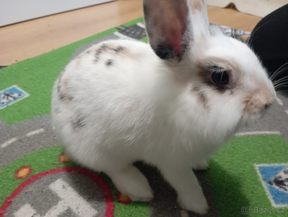 Zakrslý králík, králíček Lion head Žofinka - 3