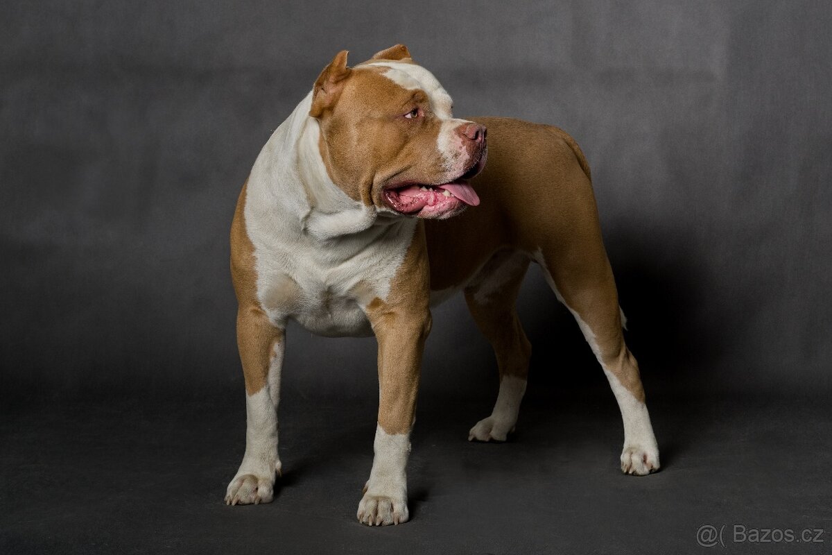 American bully xl - 3