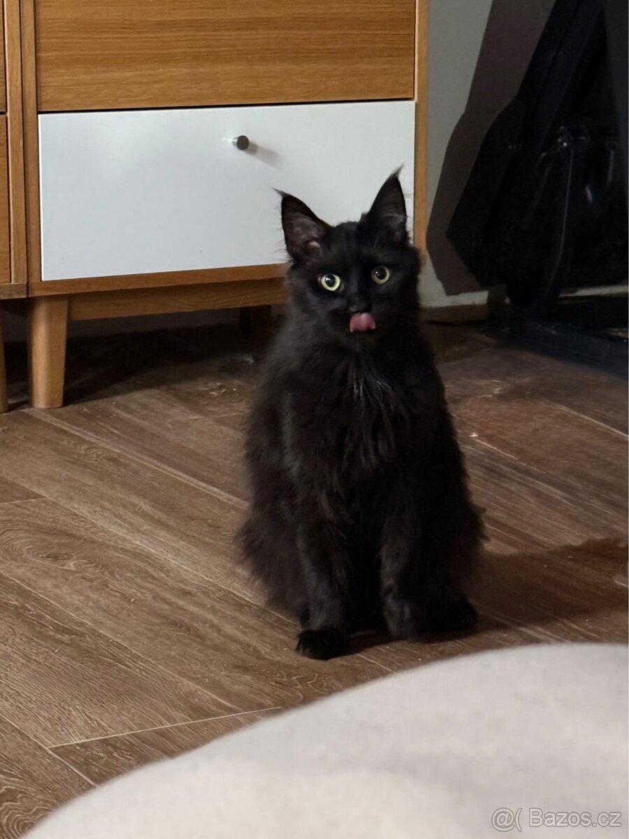 Mainská mývalí a ragdoll - 3