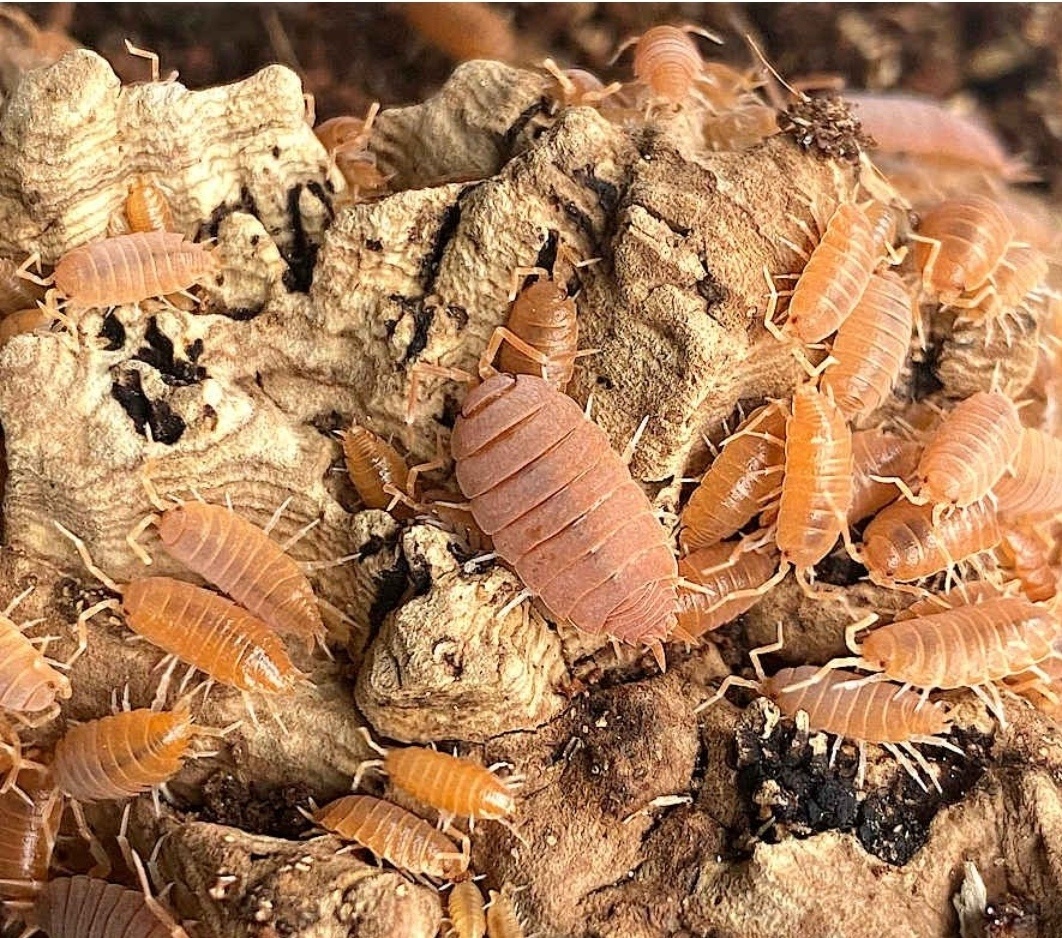 Tropické stínky, svinky - 3