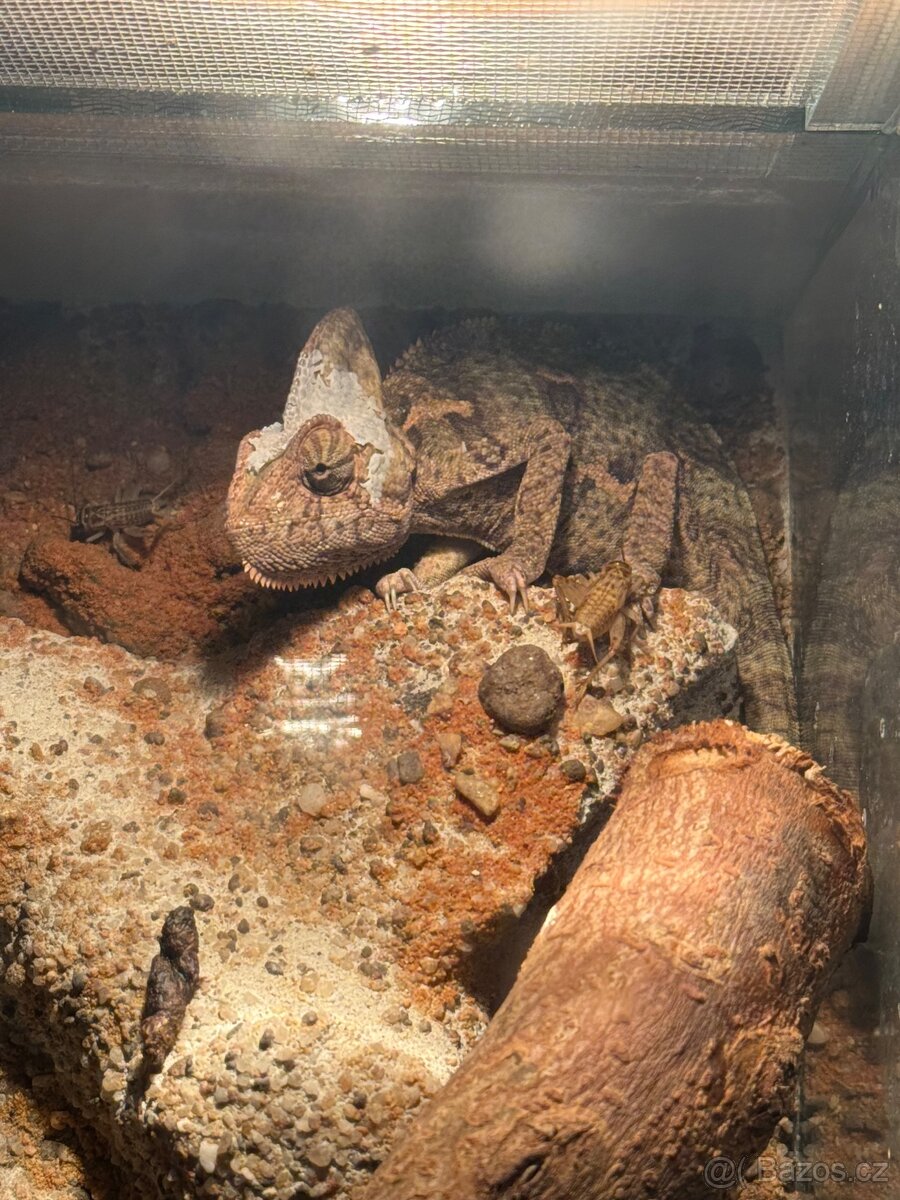 Prodám terárium s chameleonem - 3