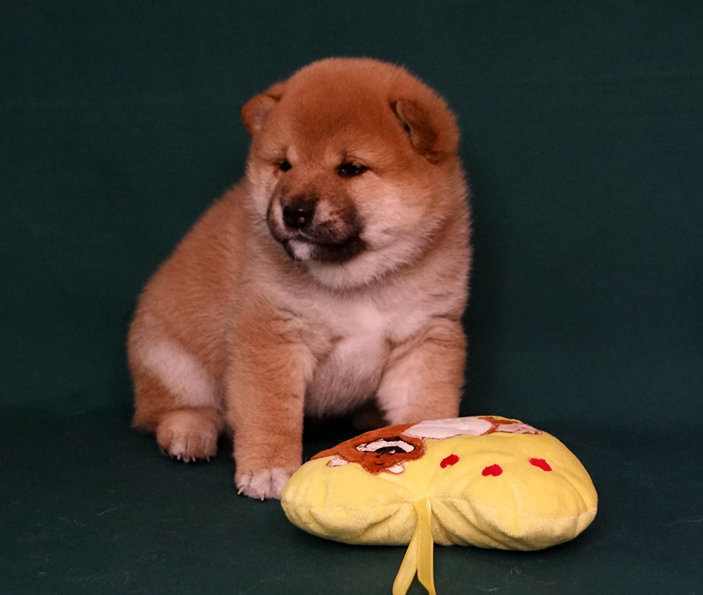 Shiba-Inu s PP FCI - 3