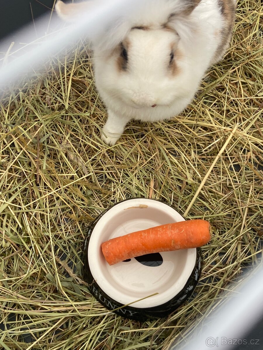 prodám králíčka teddylviček+beranek - 3