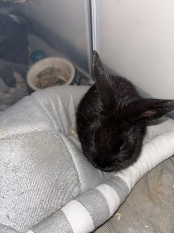 Zakrslí králíčci. - 3