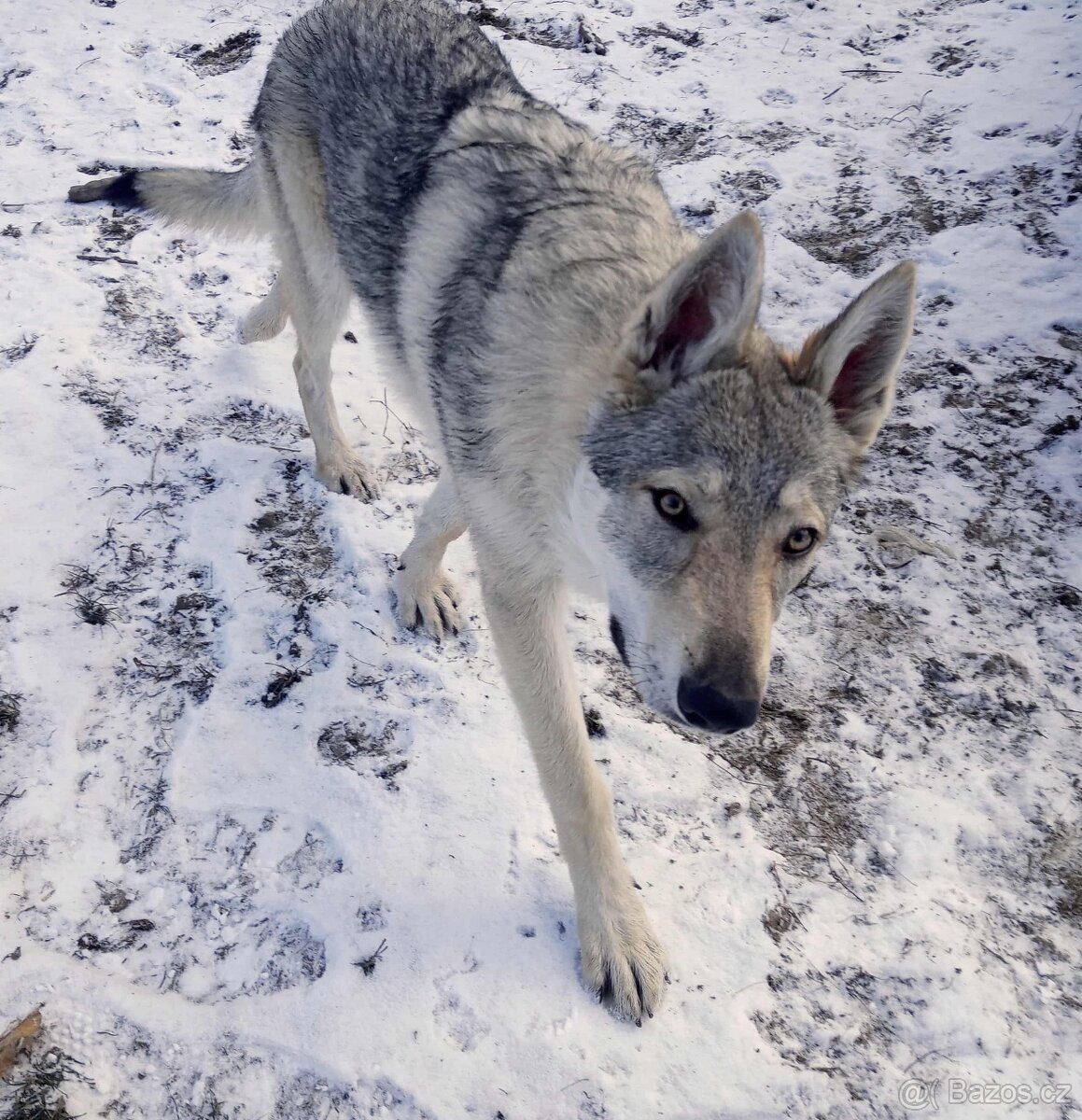 československý vlčák - 3