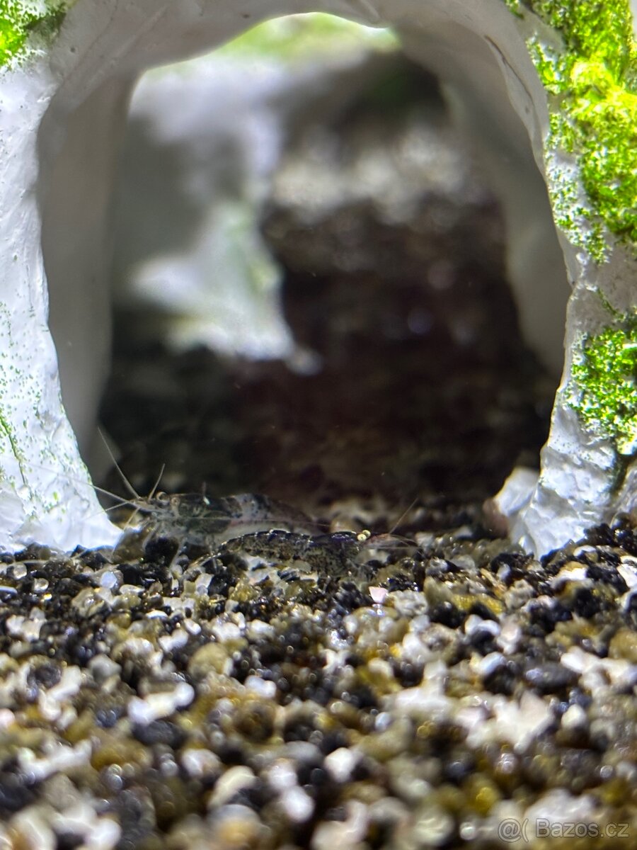 Akvarijní krevety - 3