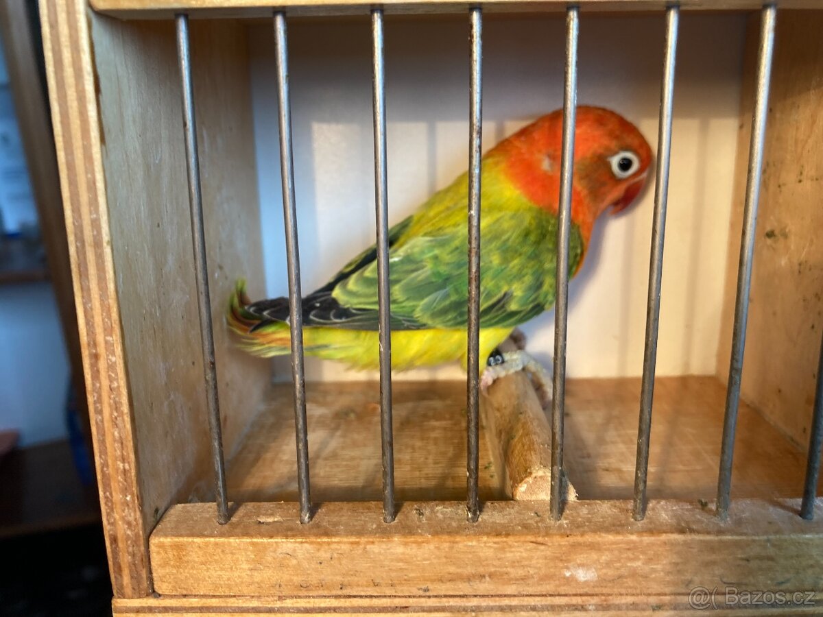 Agapornis fischeri - 3