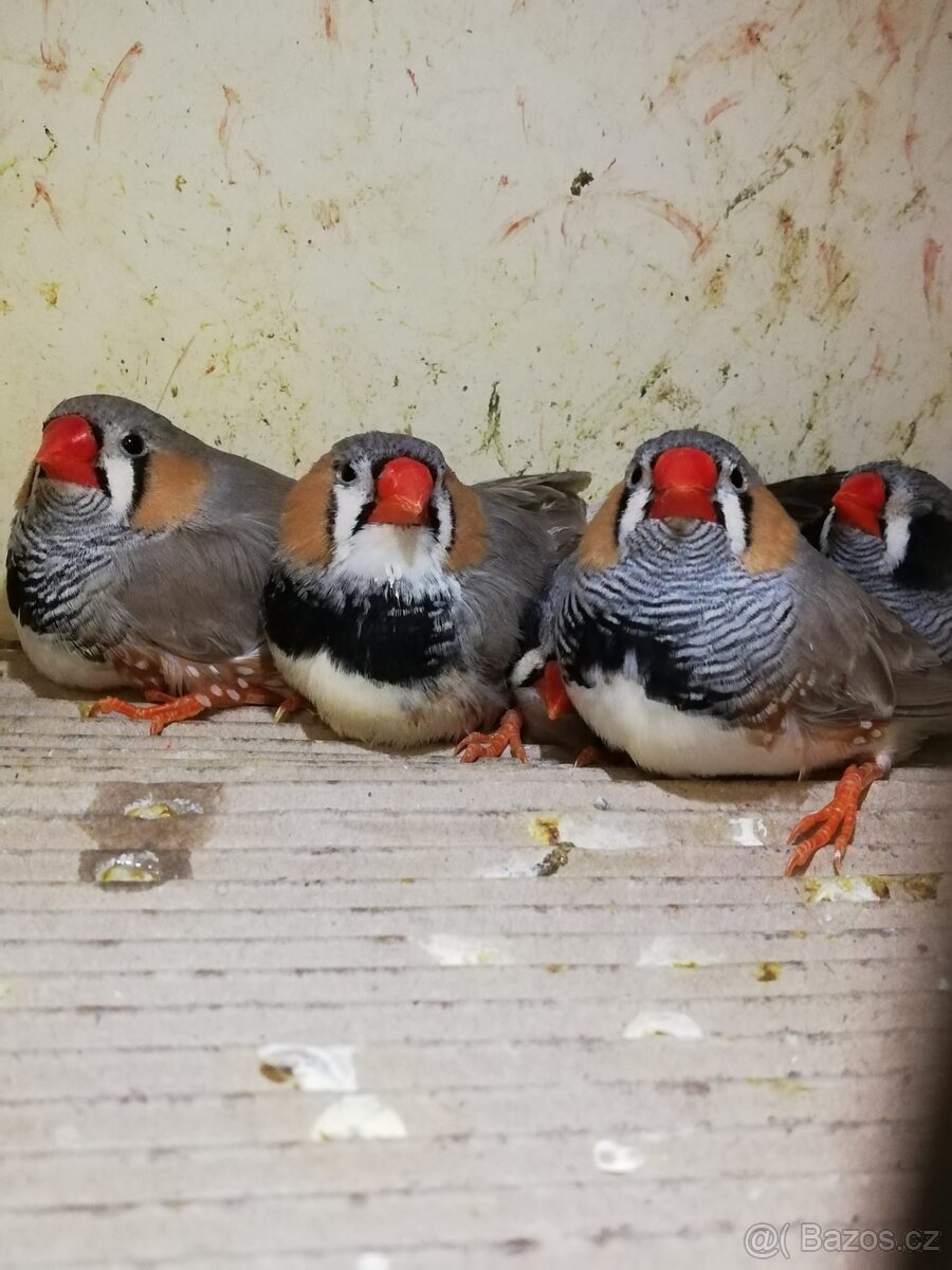 Predám zebricky - 3