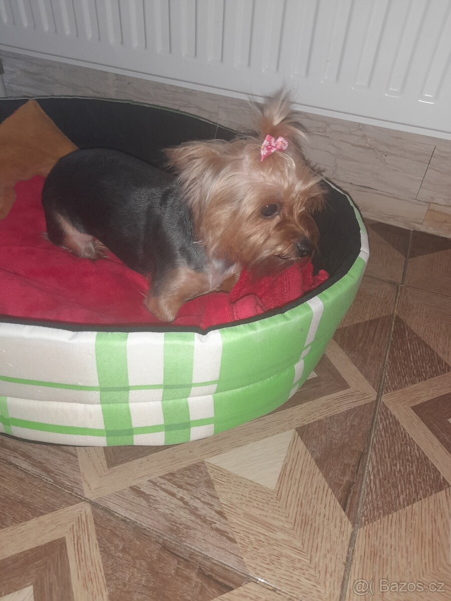 Jorksirsky teriér - 3