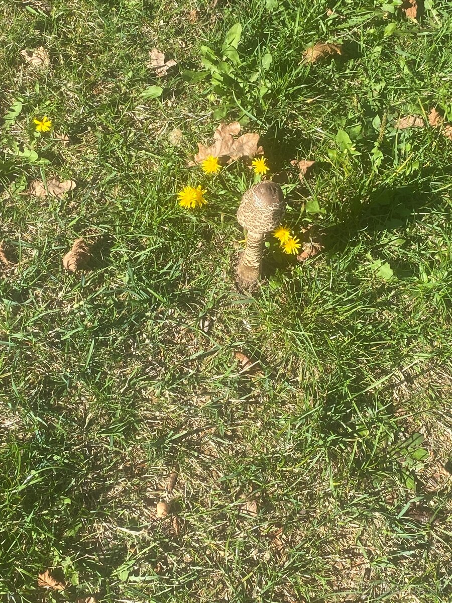 Pozemek ke stanování/mobilheim - 3