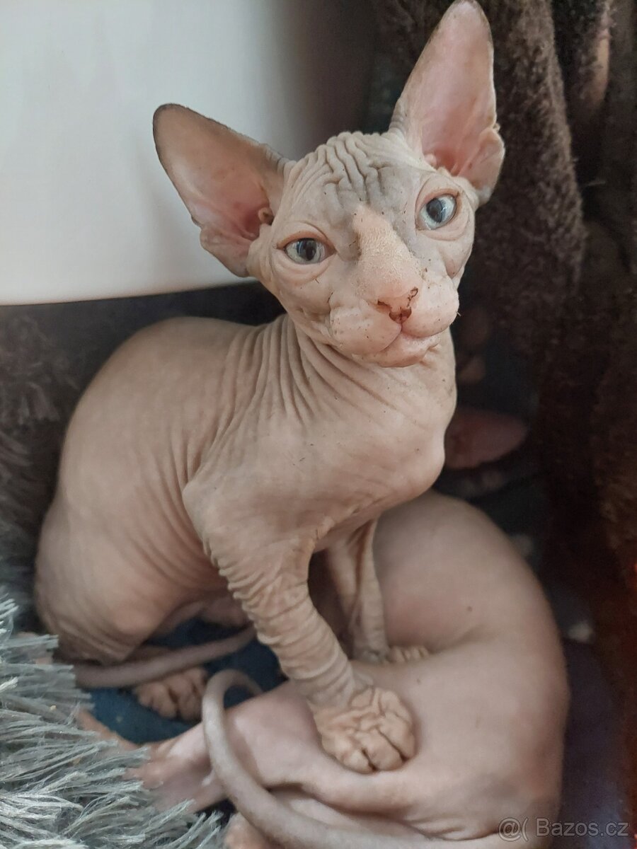 KANADSKÝ SPHYNX - 3