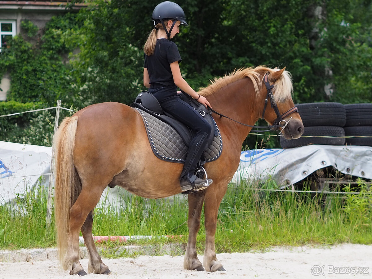 poník 125 cm KVH, 7 let, poloviční Hafling - 3