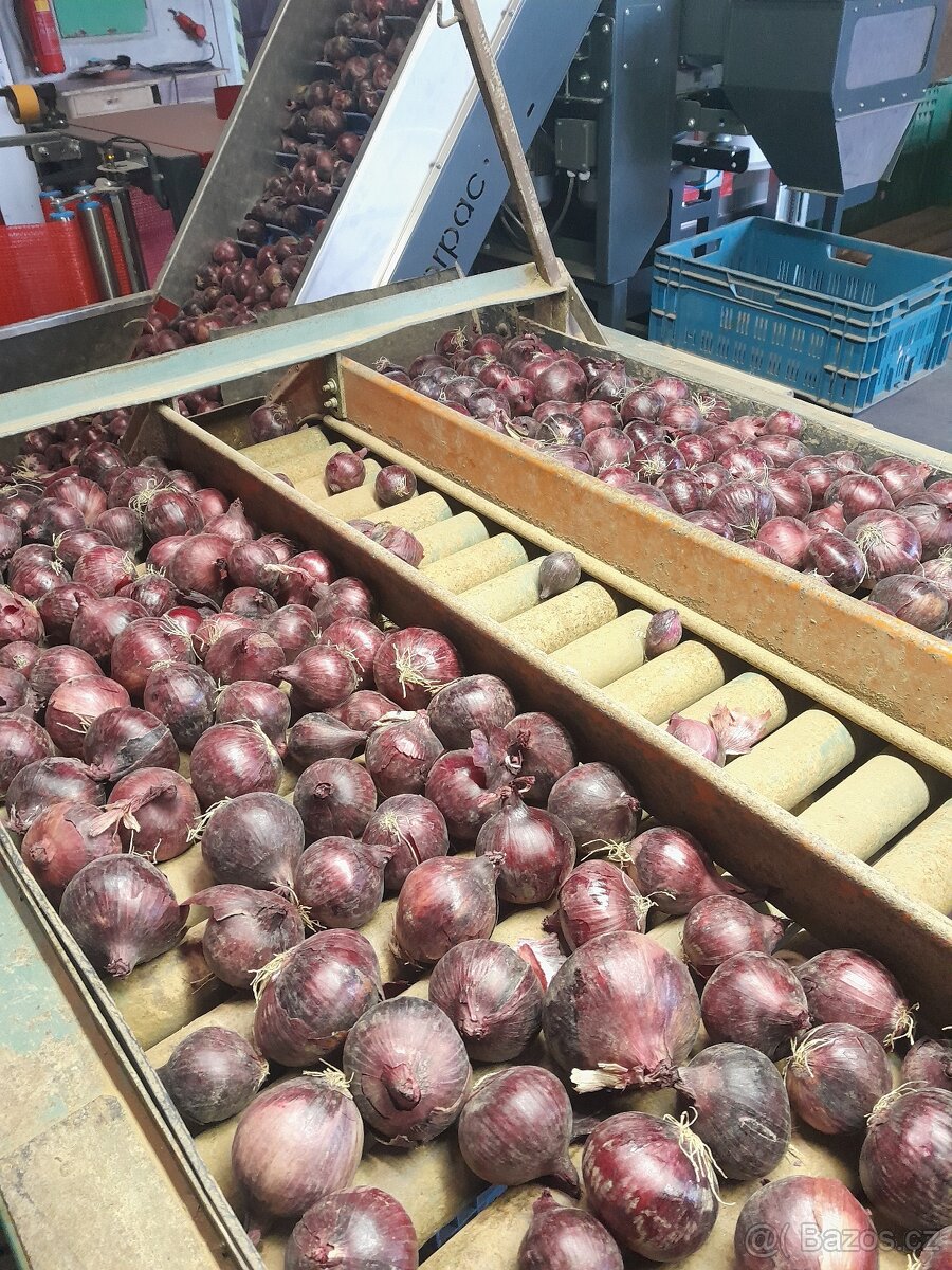 Cibule červená - 3