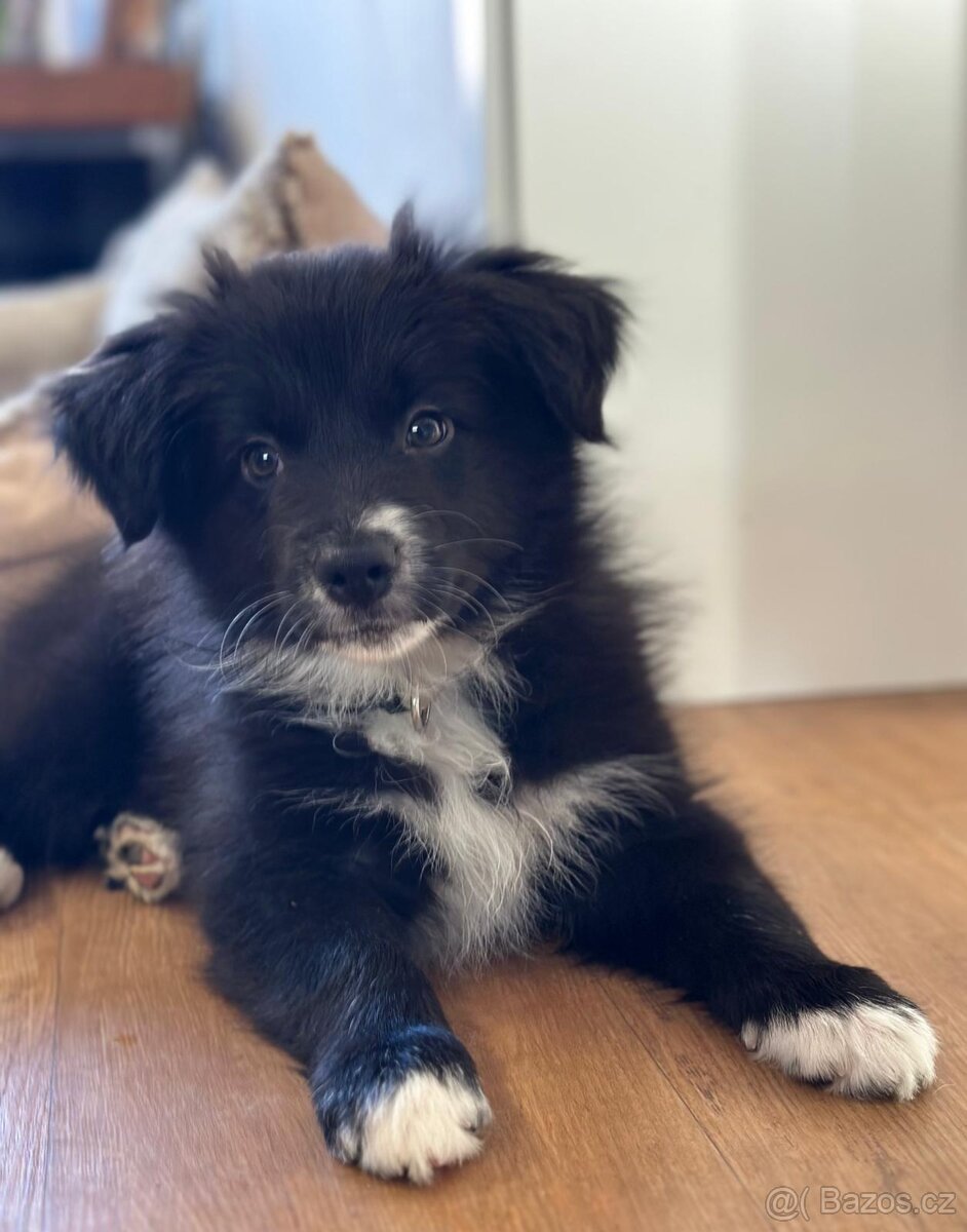 Atene border colie - 3