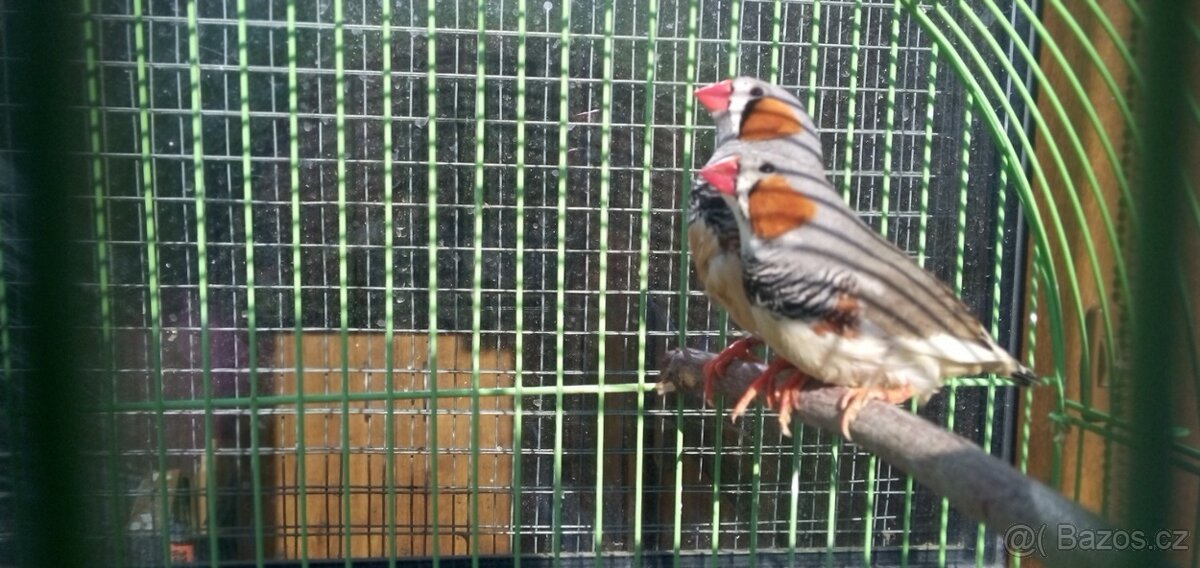 prodám zebřičky - 3