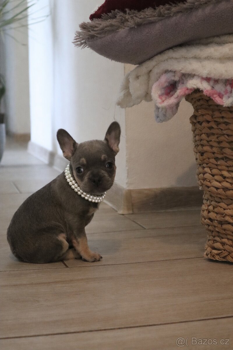 Francouzský buldoček s pp - 3