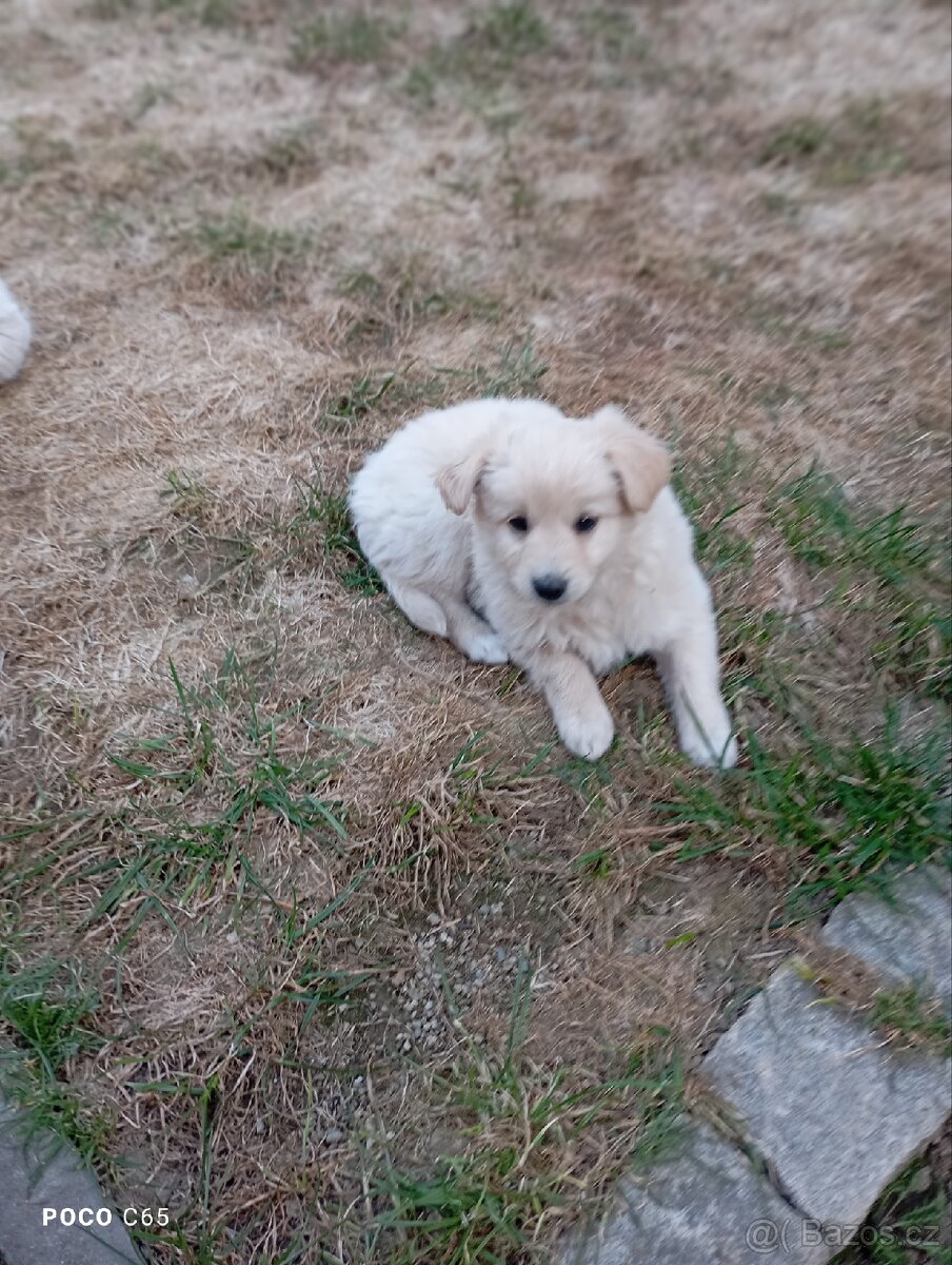 Zlatý retrívr/retriever - 3