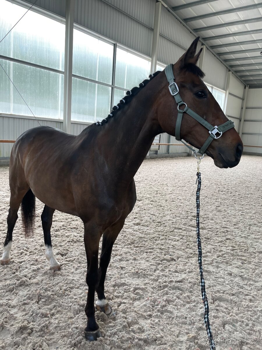 Klisna A1/1 9let - 3