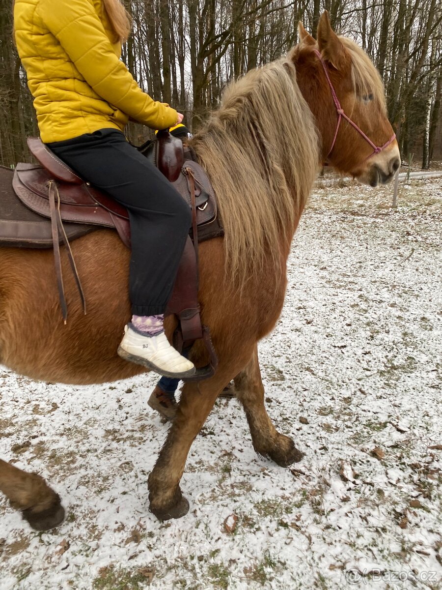 Klisna slezsky norik 5 let - 3