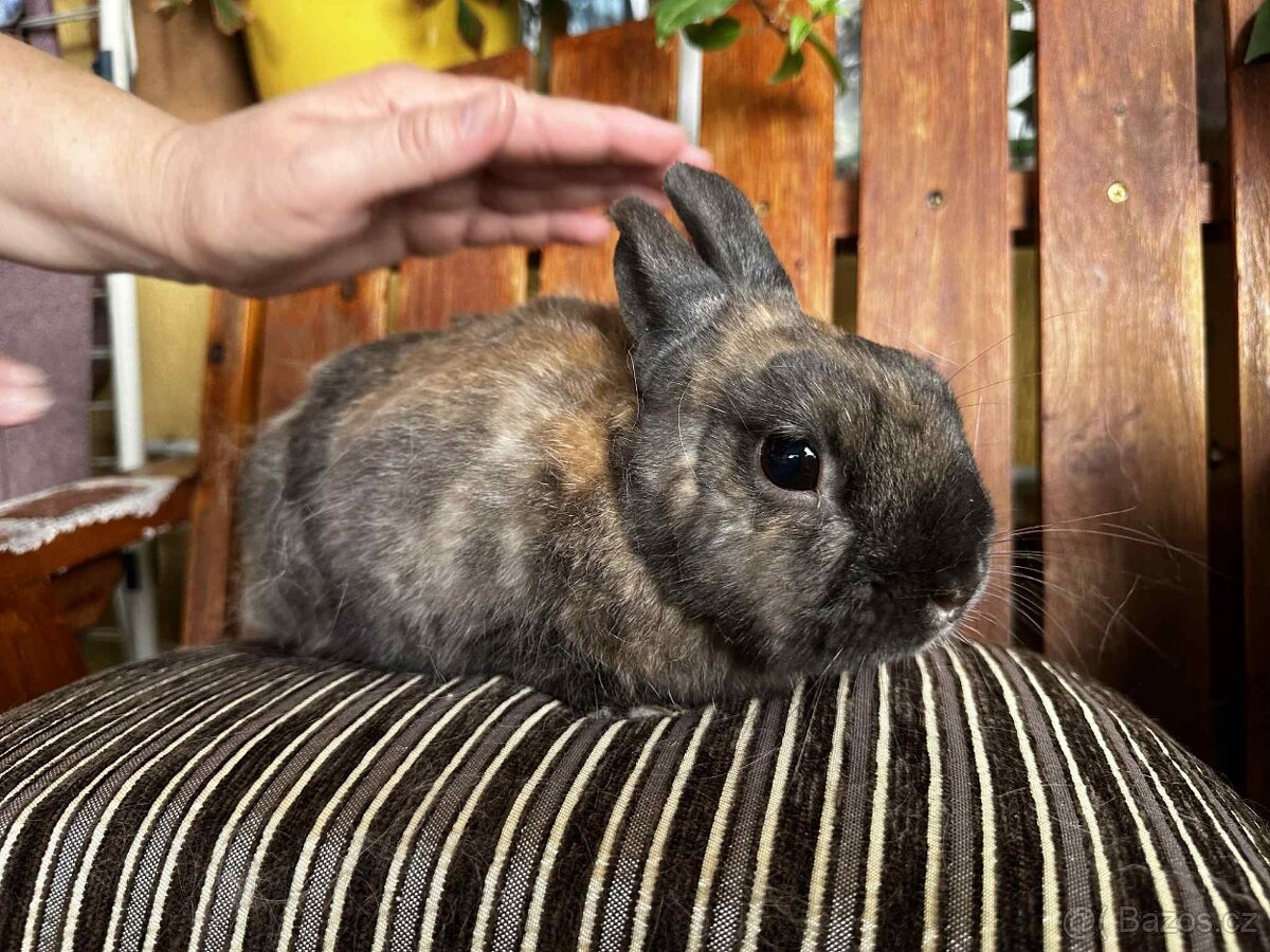 Zakrslý králík - 3