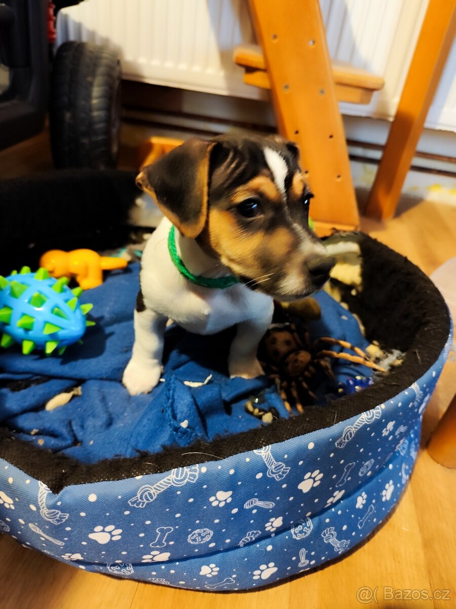 Jack Russell teriér - 3