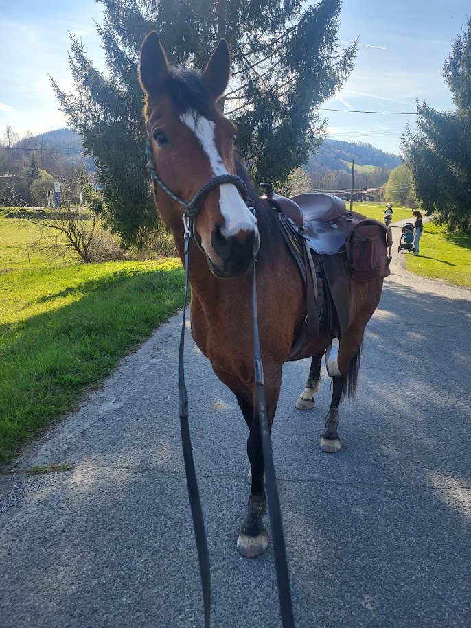 Klisna 17 let kríženec - 3