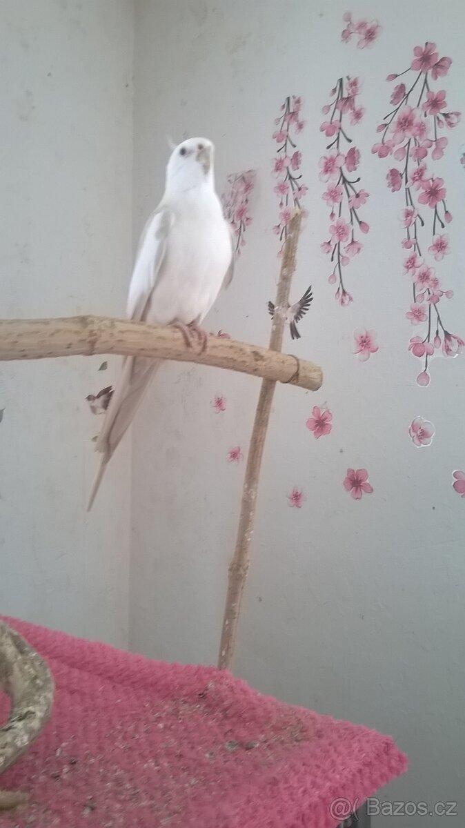 KORELA chovny samec 23 - 3