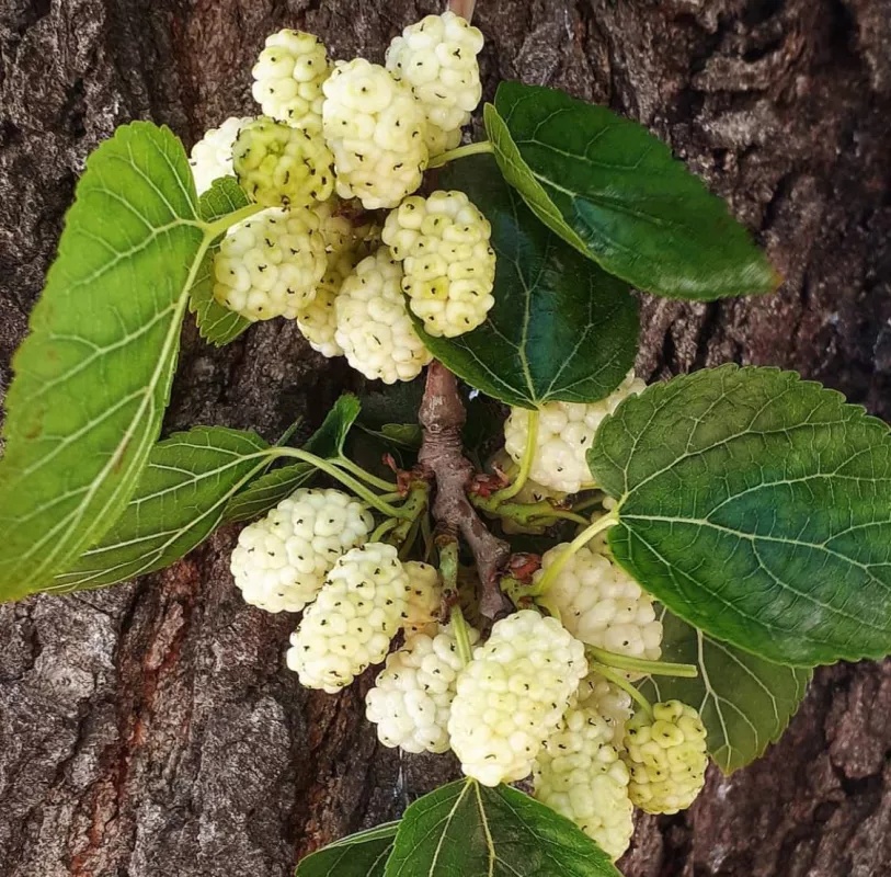 Koupím Moruši roubovanou. - 3