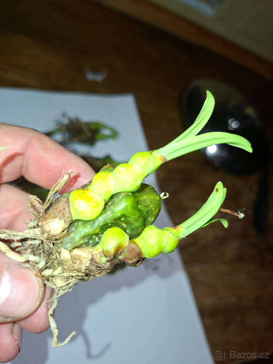 orchidej Pleione maculata - 3