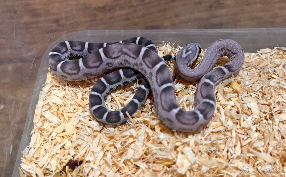 Užovka červená Scaleless - 3