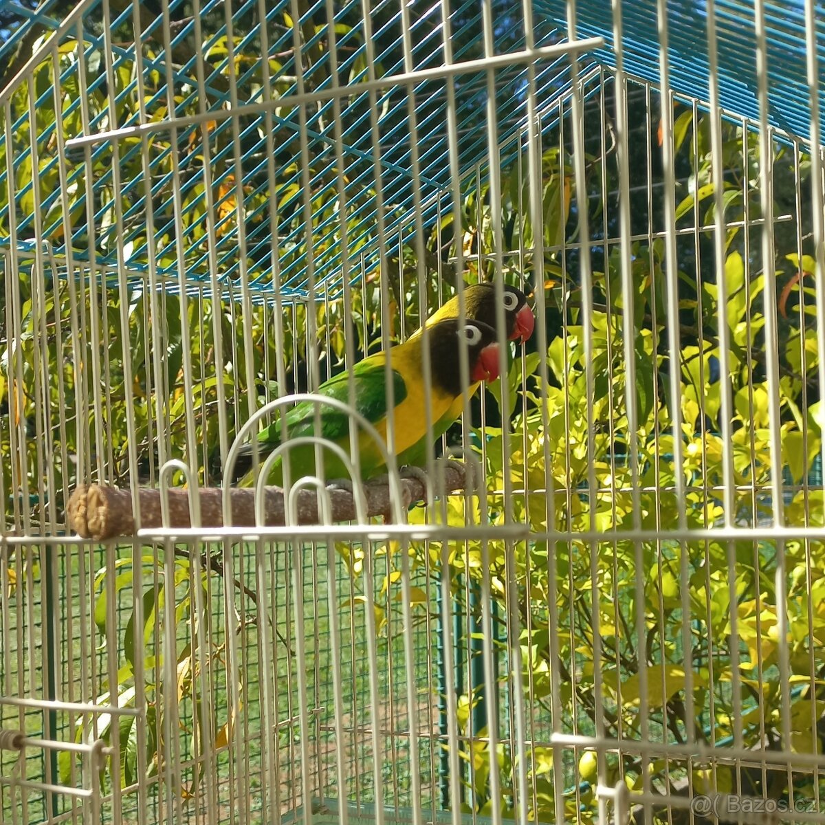 prodám agapornis škraboškový - 3