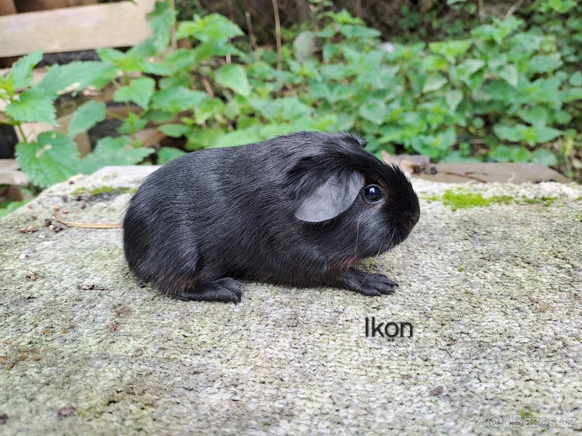 Morčata s PP - kluci - 3