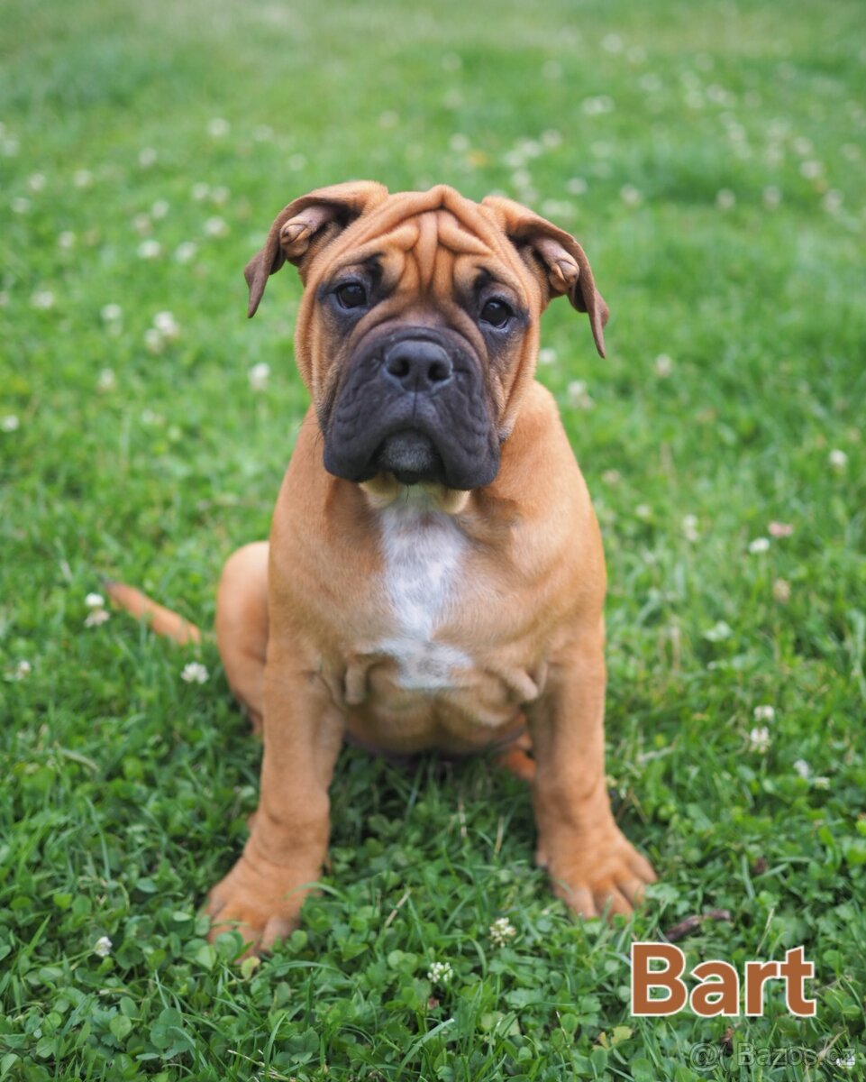 Kontinentální buldok s PP - 3