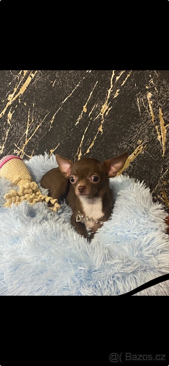 Hledáme domov pro štěňátko čivavy - 3