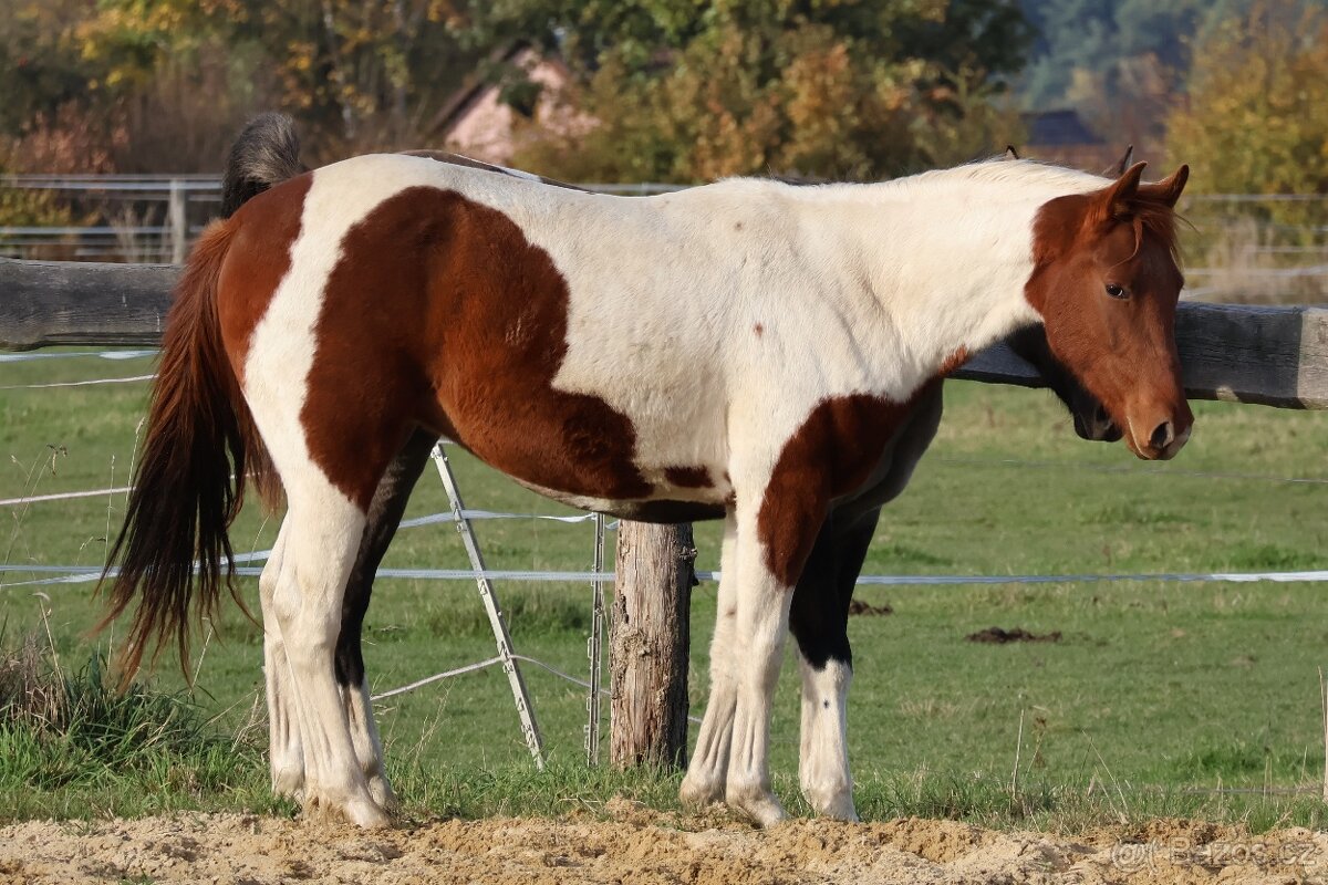 Dvouletý valach APH - 7PANEL - 3