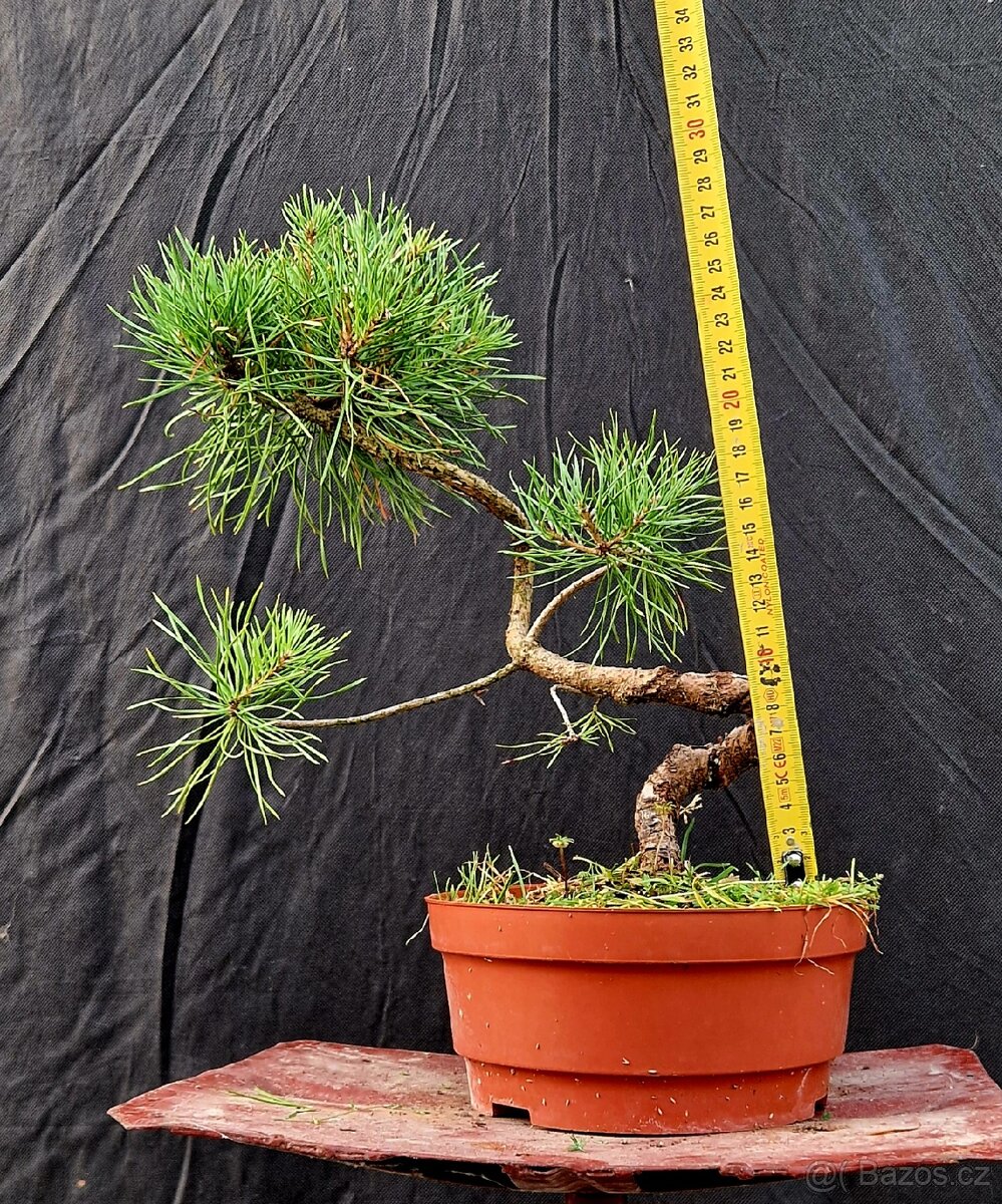 Pre Bonsai - Pinus Sylvestris 4 - 3