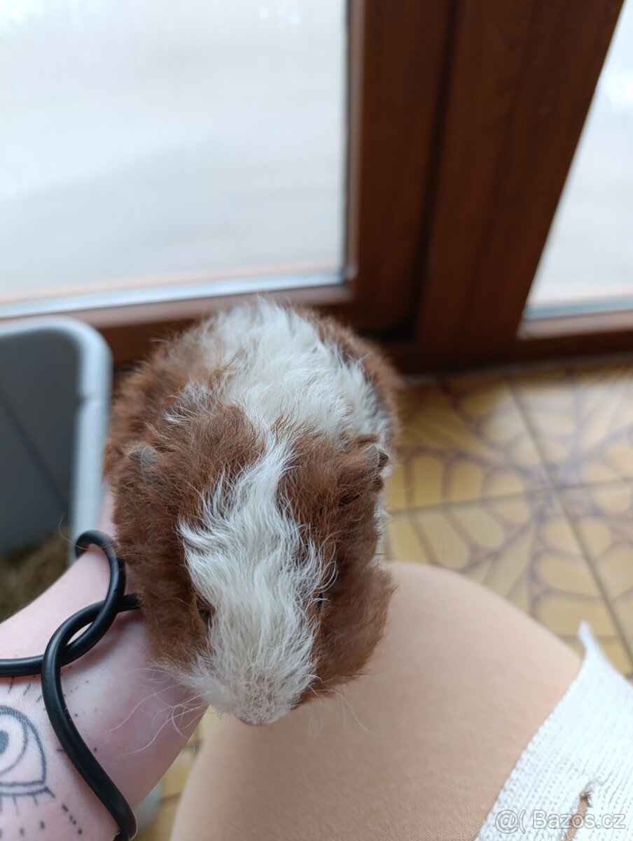 Morče Texel samička / morčata / morčátko - 3