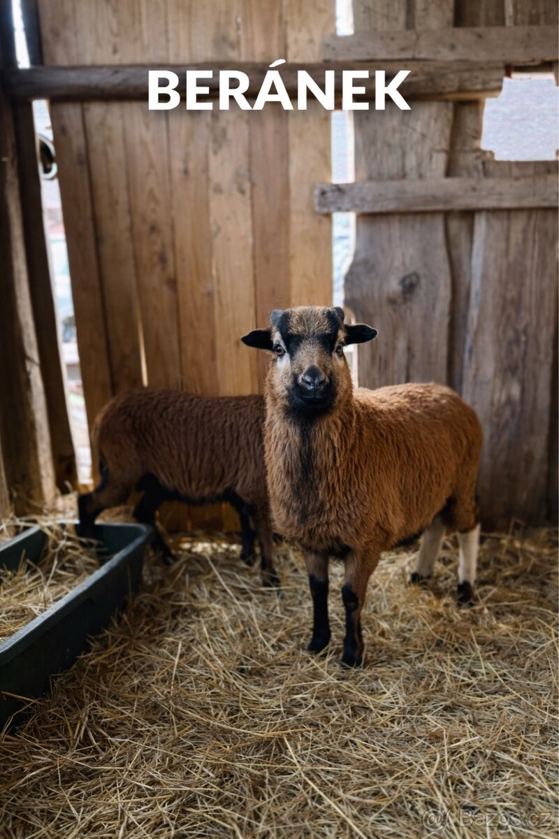 Ovce kamerunské - 3