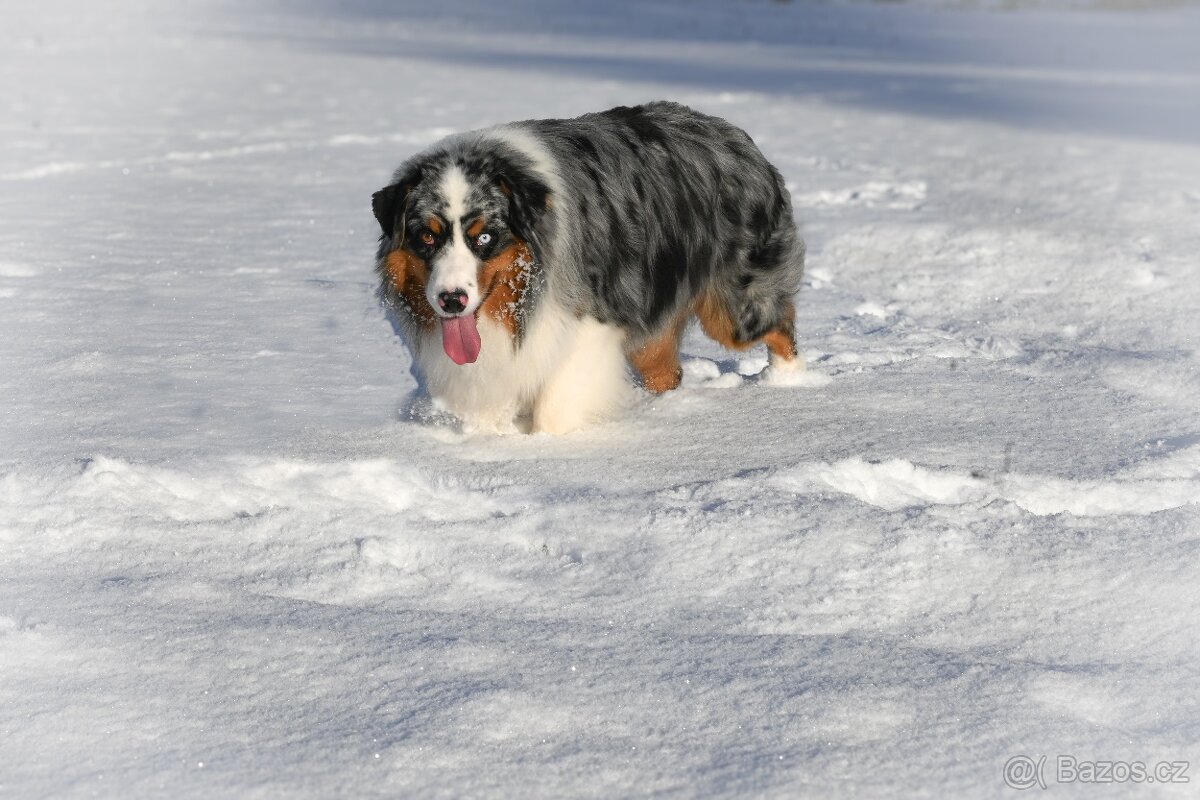 Australský ovčák - krycí pes - 3
