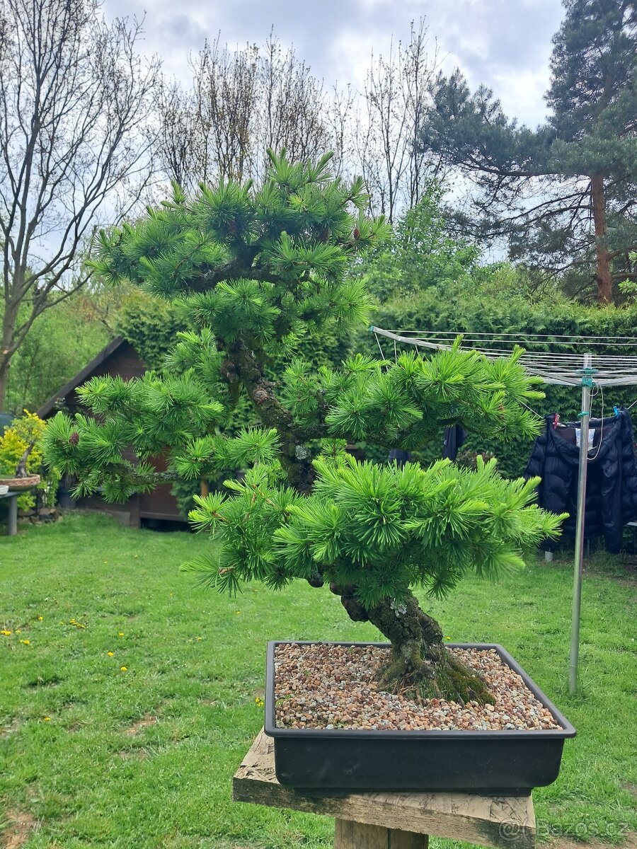 Bonsaj,bonsai - 3