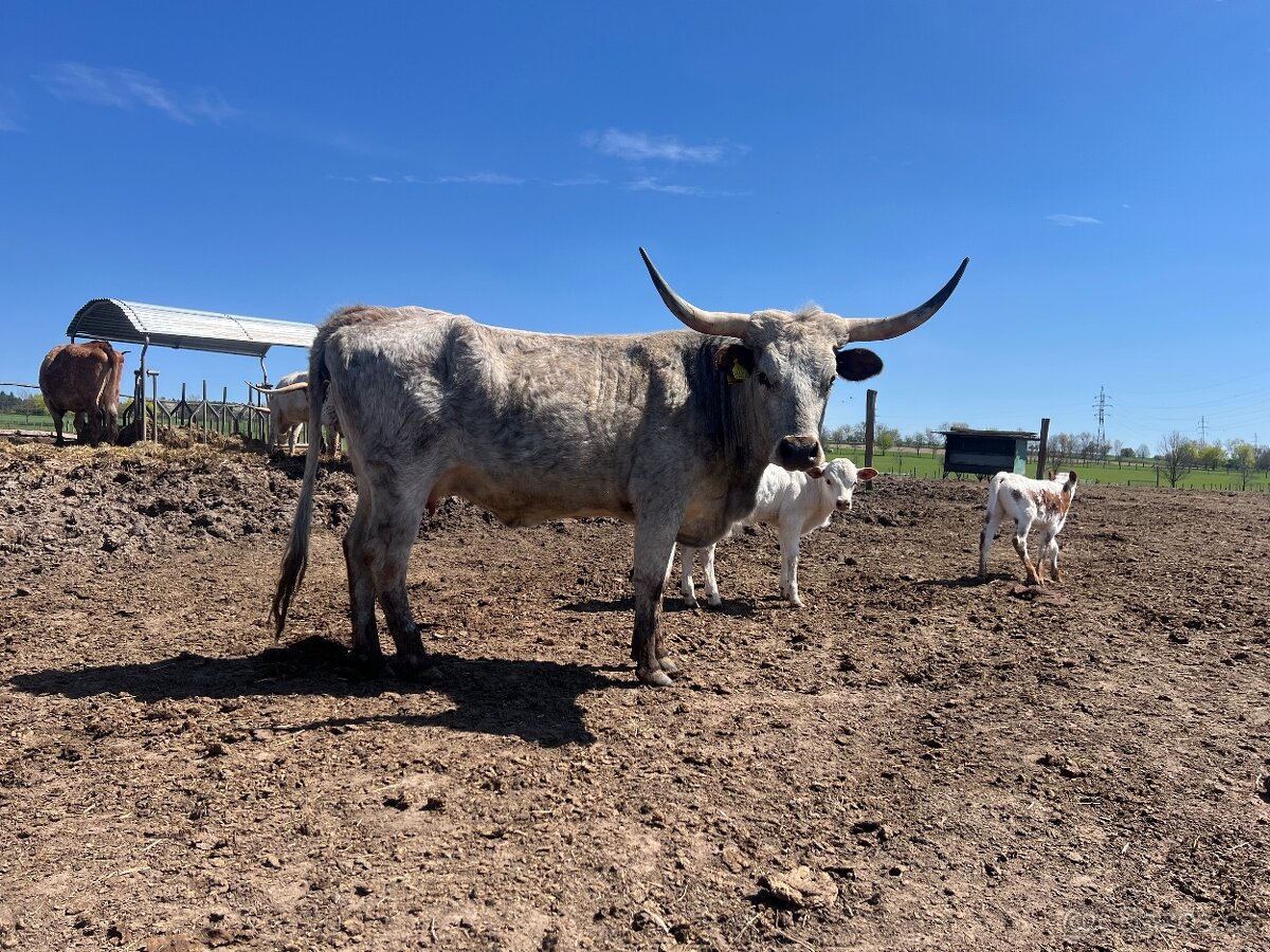 Jalovice Texas longhorn - 3