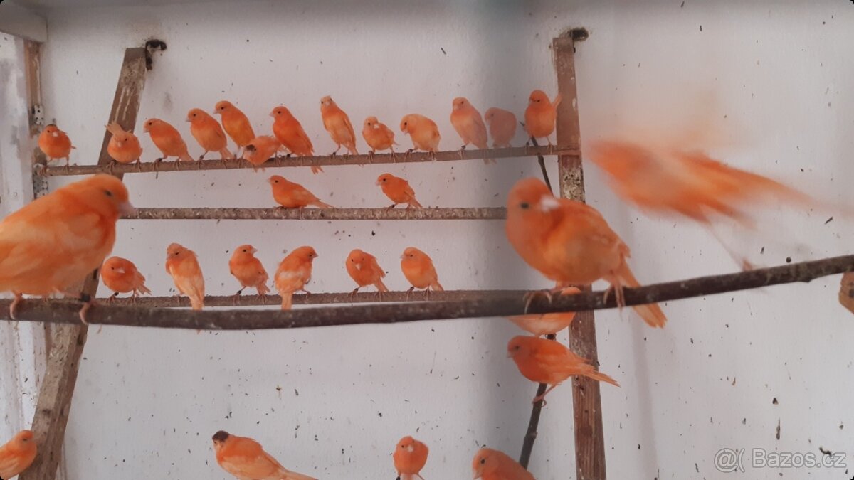 Kanár červený - 3